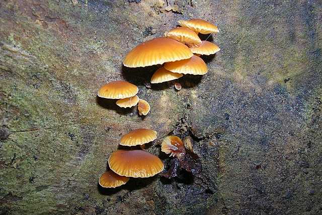 2005 :  Un anno di funghi